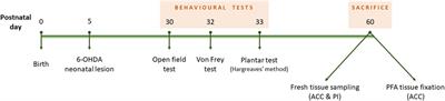 P2X4 signalling contributes to hyperactivity but not pain sensitization comorbidity in a mouse model of attention deficit/hyperactivity disorder